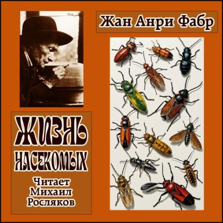 The Life of Insects